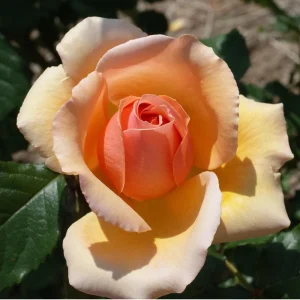 Eleganza Rose Seeds - Perennial Flower Mix - 30 Seeds - Outdoor Planting - Image 3