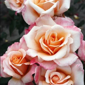 Eleganza Rose Seeds - Perennial Flower Mix - 30 Seeds - Outdoor Planting - Image 4