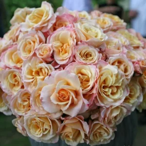 Eleganza Rose Seeds - Perennial Flower Mix - 30 Seeds - Outdoor Planting - Image 5