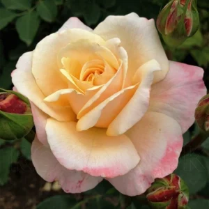 Eleganza Rose Seeds - Perennial Flower Mix - 30 Seeds - Outdoor Planting - Image 6