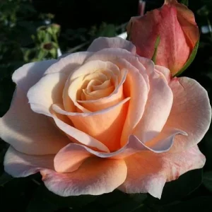 Eleganza Rose Seeds - Perennial Flower Mix - 30 Seeds - Outdoor Planting - Image 7