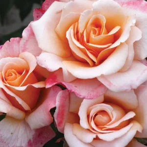 Eleganza Rose Seeds - Perennial Flower Mix - 30 Seeds - Outdoor Planting - Image 8