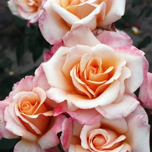 Eleganza Rose Seeds - Perennial Flower Mix - 30 Seeds - Outdoor Planting - Image 9