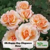 Eleganza Rose Seeds - Perennial Flower Mix - 30 Seeds - Outdoor Planting - Image 1