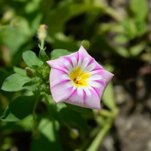 Ensign Rose Morning Glory Seeds - 30 Seeds - Pink Climbing Vine Flower - Image 10