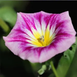 Ensign Rose Morning Glory Seeds - 30 Seeds - Pink Climbing Vine Flower - Image 11