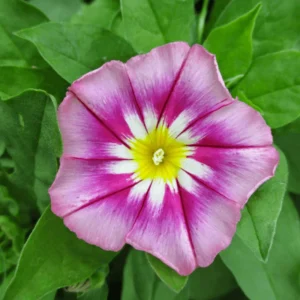 Ensign Rose Morning Glory Seeds - 30 Seeds - Pink Climbing Vine Flower - Image 12