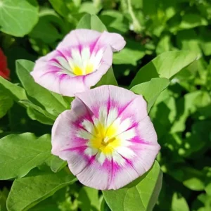 Ensign Rose Morning Glory Seeds - 30 Seeds - Pink Climbing Vine Flower - Image 14