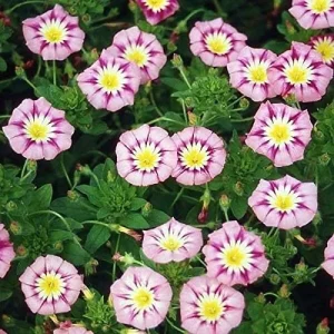 Ensign Rose Morning Glory Seeds - 30 Seeds - Pink Climbing Vine Flower - Image 2