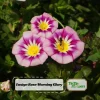 Ensign Rose Morning Glory Seeds - 30 Seeds - Pink Climbing Vine Flower - Image 1