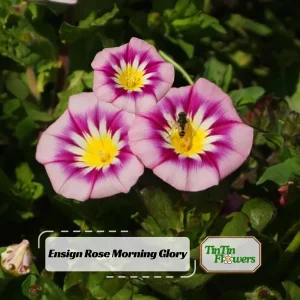 Ensign Rose Morning Glory Seeds - 30 Seeds - Pink Climbing Vine Flower - Image 1
