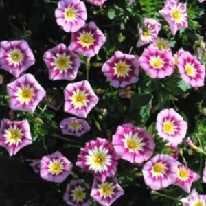 Ensign Rose Morning Glory Seeds - 30 Seeds - Pink Climbing Vine Flower - Image 3