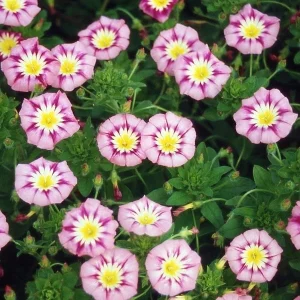 Ensign Rose Morning Glory Seeds - 30 Seeds - Pink Climbing Vine Flower - Image 4