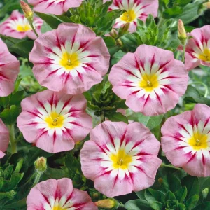 Ensign Rose Morning Glory Seeds - 30 Seeds - Pink Climbing Vine Flower - Image 5
