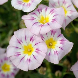 Ensign Rose Morning Glory Seeds - 30 Seeds - Pink Climbing Vine Flower - Image 6