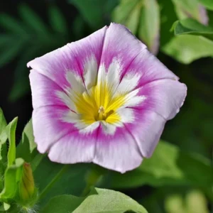 Ensign Rose Morning Glory Seeds - 30 Seeds - Pink Climbing Vine Flower - Image 7