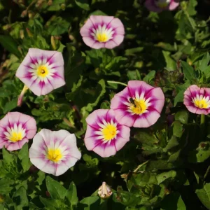 Ensign Rose Morning Glory Seeds - 30 Seeds - Pink Climbing Vine Flower - Image 8