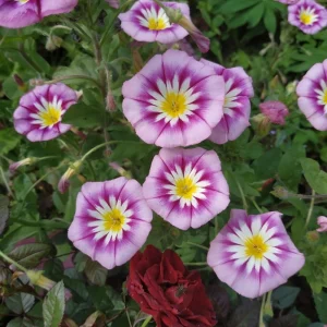 Ensign Rose Morning Glory Seeds - 30 Seeds - Pink Climbing Vine Flower - Image 9