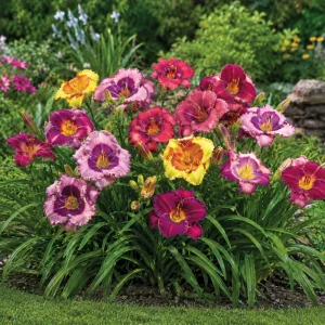 Eyezone Daylily Mix Seeds - Hemerocallis hybrida - 20 Seeds - Contrasting Eye Pattern Blooms - Image 2