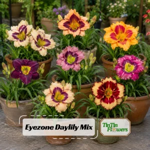 Eyezone Daylily Mix Seeds - Hemerocallis hybrida - 20 Seeds - Contrasting Eye Pattern Blooms - Image 1
