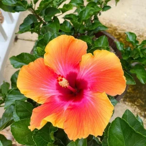 Fiesta Hibiscus Live Plant 6in Tall - Tropical Flowering Shrub - Image 2