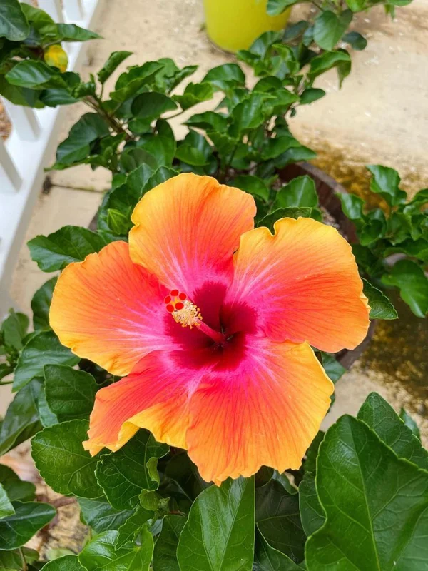 Fiesta Hibiscus Live Plant 6in Tall - Tropical Flowering Shrub - Image 2