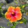 Fiesta Hibiscus Live Plant 6in Tall - Tropical Flowering Shrub - Image 1