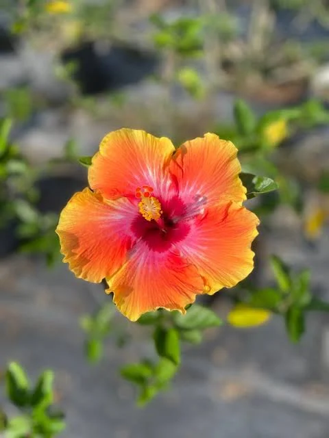 Fiesta Hibiscus Live Plant 6in Tall - Tropical Flowering Shrub - Image 1