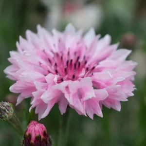 Florence Pink Cornflower Seeds – Bachelor Button Flowers – 30 Seed Pack – Easy Annual - Image 10