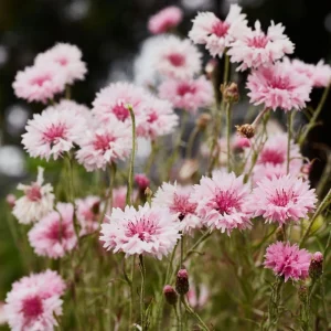 Florence Pink Cornflower Seeds – Bachelor Button Flowers – 30 Seed Pack – Easy Annual - Image 11