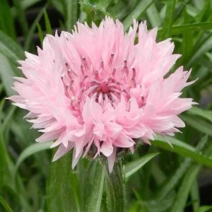 Florence Pink Cornflower Seeds – Bachelor Button Flowers – 30 Seed Pack – Easy Annual - Image 12