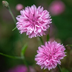 Florence Pink Cornflower Seeds – Bachelor Button Flowers – 30 Seed Pack – Easy Annual - Image 13