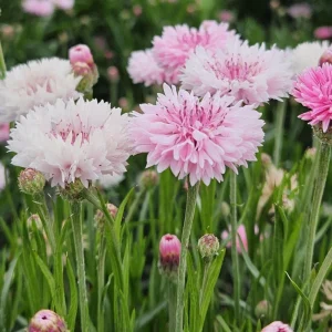 Florence Pink Cornflower Seeds – Bachelor Button Flowers – 30 Seed Pack – Easy Annual - Image 2