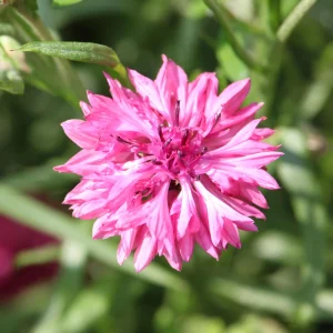 Florence Pink Cornflower Seeds – Bachelor Button Flowers – 30 Seed Pack – Easy Annual - Image 3