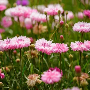 Florence Pink Cornflower Seeds – Bachelor Button Flowers – 30 Seed Pack – Easy Annual - Image 4
