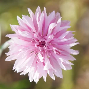 Florence Pink Cornflower Seeds – Bachelor Button Flowers – 30 Seed Pack – Easy Annual - Image 5