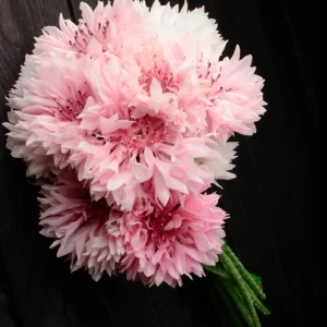Florence Pink Cornflower Seeds – Bachelor Button Flowers – 30 Seed Pack – Easy Annual - Image 6