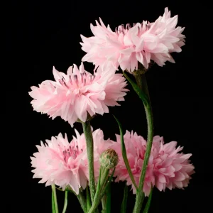Florence Pink Cornflower Seeds – Bachelor Button Flowers – 30 Seed Pack – Easy Annual - Image 7