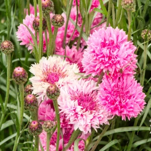 Florence Pink Cornflower Seeds – Bachelor Button Flowers – 30 Seed Pack – Easy Annual - Image 8