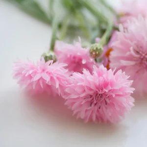 Florence Pink Cornflower Seeds – Bachelor Button Flowers – 30 Seed Pack – Easy Annual - Image 9