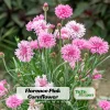 Florence Pink Cornflower Seeds – Bachelor Button Flowers – 30 Seed Pack – Easy Annual - Image 1