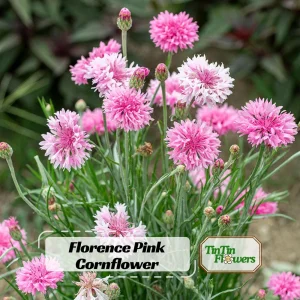 Florence Pink Cornflower Seeds – Bachelor Button Flowers – 30 Seed Pack – Easy Annual - Image 1