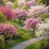 Flowering Cherry Tree Live Plants - Set of 2 Assorted Varieties 5-12" Tall in 3" Pot, Outdoor - Image 1