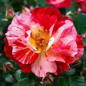 Fourth of July Climbing Rose Live Plant – Striped Red & White Blooms 4 inch Pot – Outdoor - Image 2