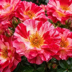 Fourth of July Climbing Rose Live Plant – Striped Red & White Blooms 4 inch Pot – Outdoor - Image 1