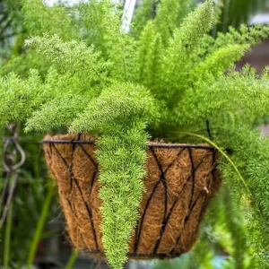 Foxtail Fern Live Plant – Set of 2 – 4 inch Pot – Outdoor/Indoor - Image 2