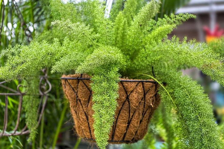Foxtail Fern Live Plant – Set of 2 – 4 inch Pot – Outdoor/Indoor - Image 2