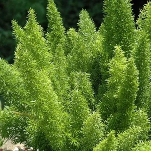 Foxtail Fern Live Plant – Set of 2 – 4 inch Pot – Outdoor/Indoor - Image 3