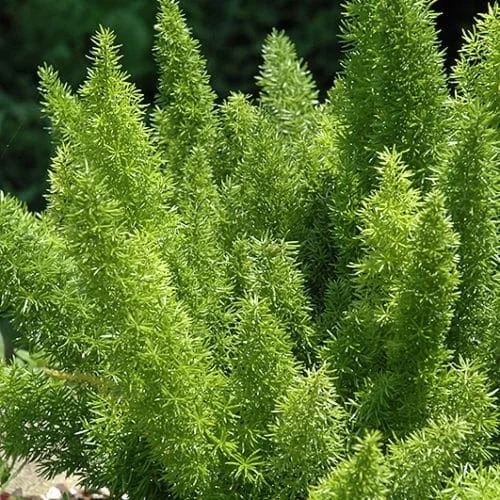 Foxtail Fern Live Plant – Set of 2 – 4 inch Pot – Outdoor/Indoor - Image 3