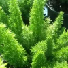 Foxtail Fern Live Plant – Set of 2 – 4 inch Pot – Outdoor/Indoor - Image 1